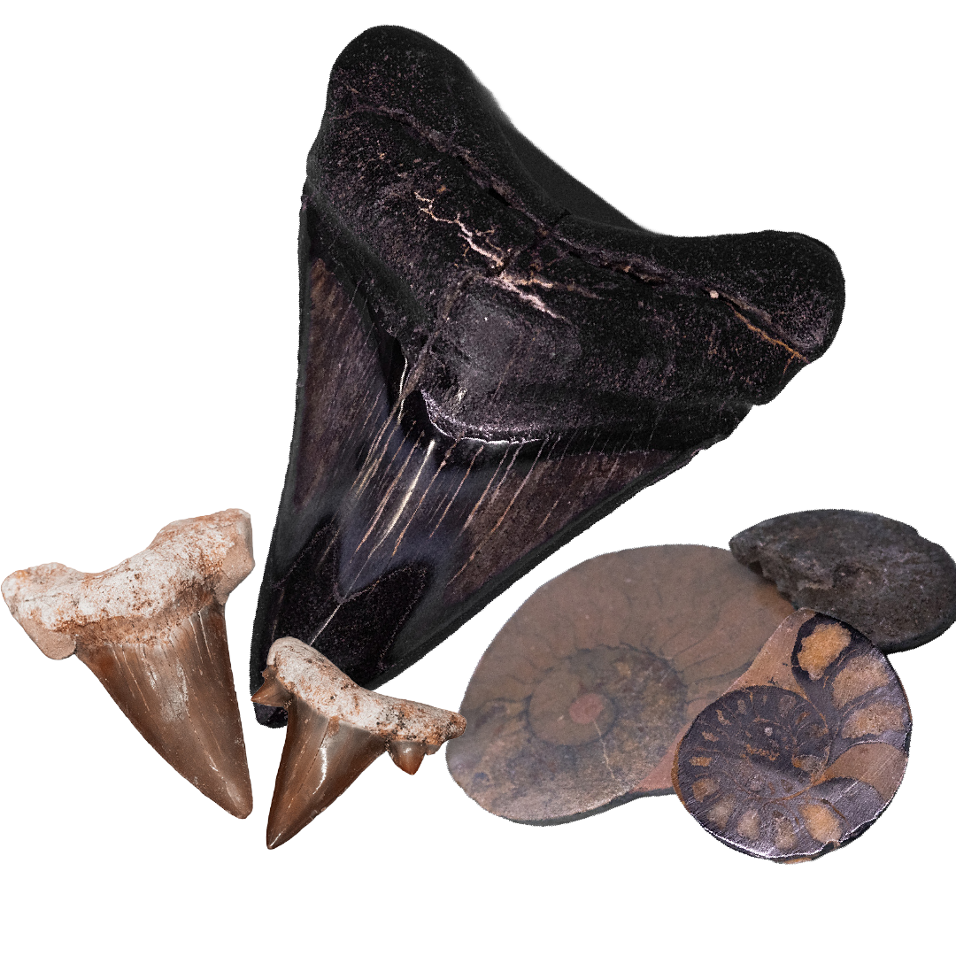 Fossil Find Bucket